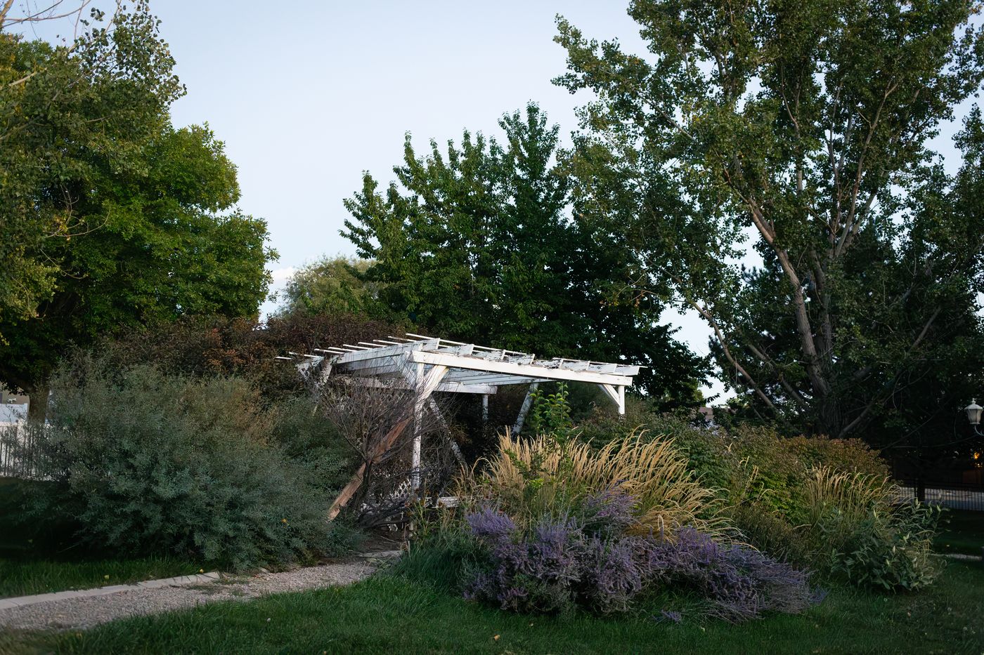 White pergola among flowerbeds of lavender and ornamental grasses along a garden path, with tall trees behind